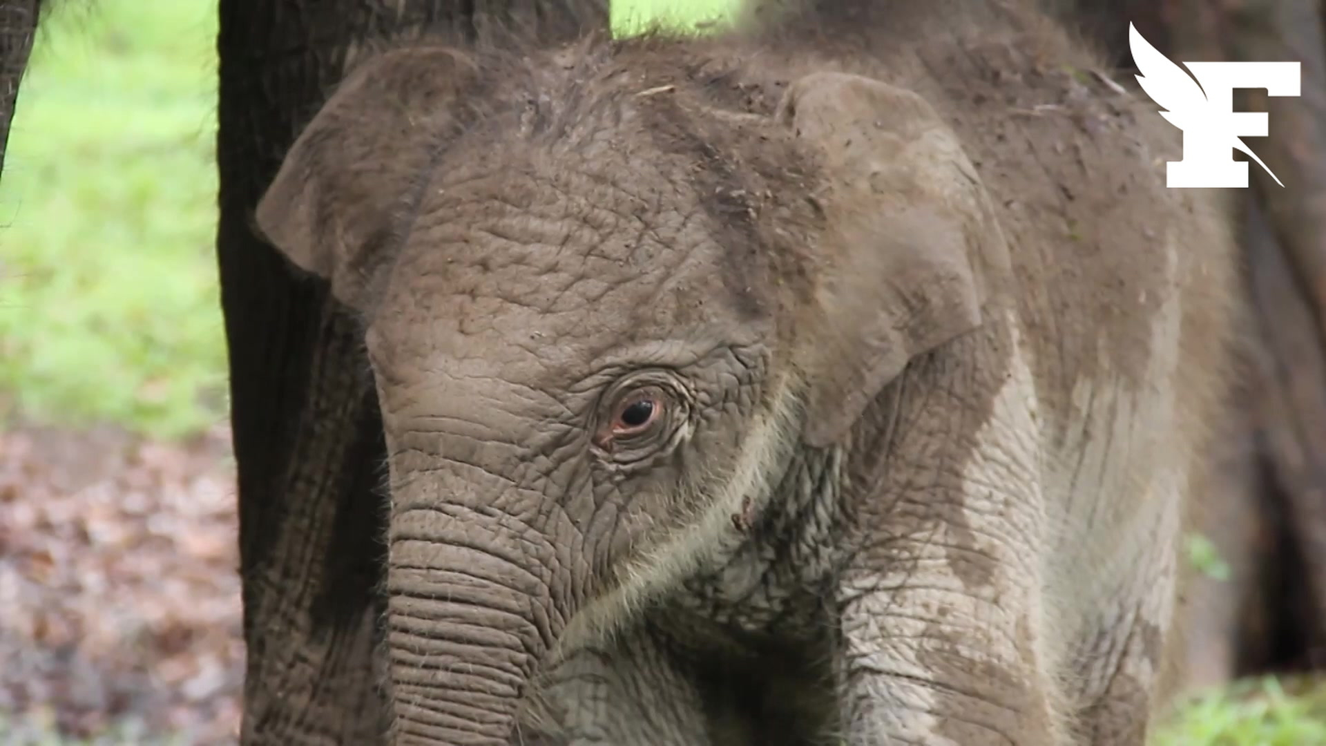 Indonésie: rare naissance d'un éléphant de Sumatra, en danger critique d'extinction