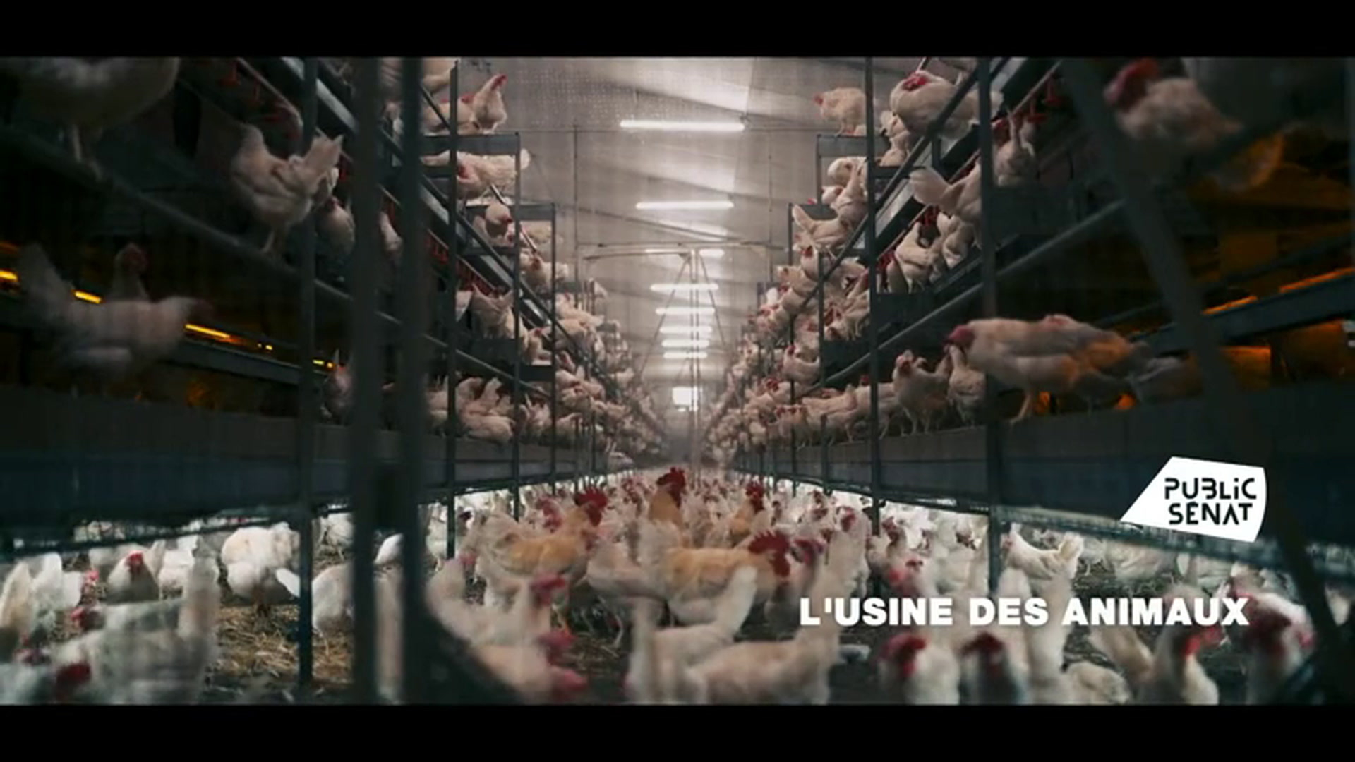 L'usine des animaux - VF