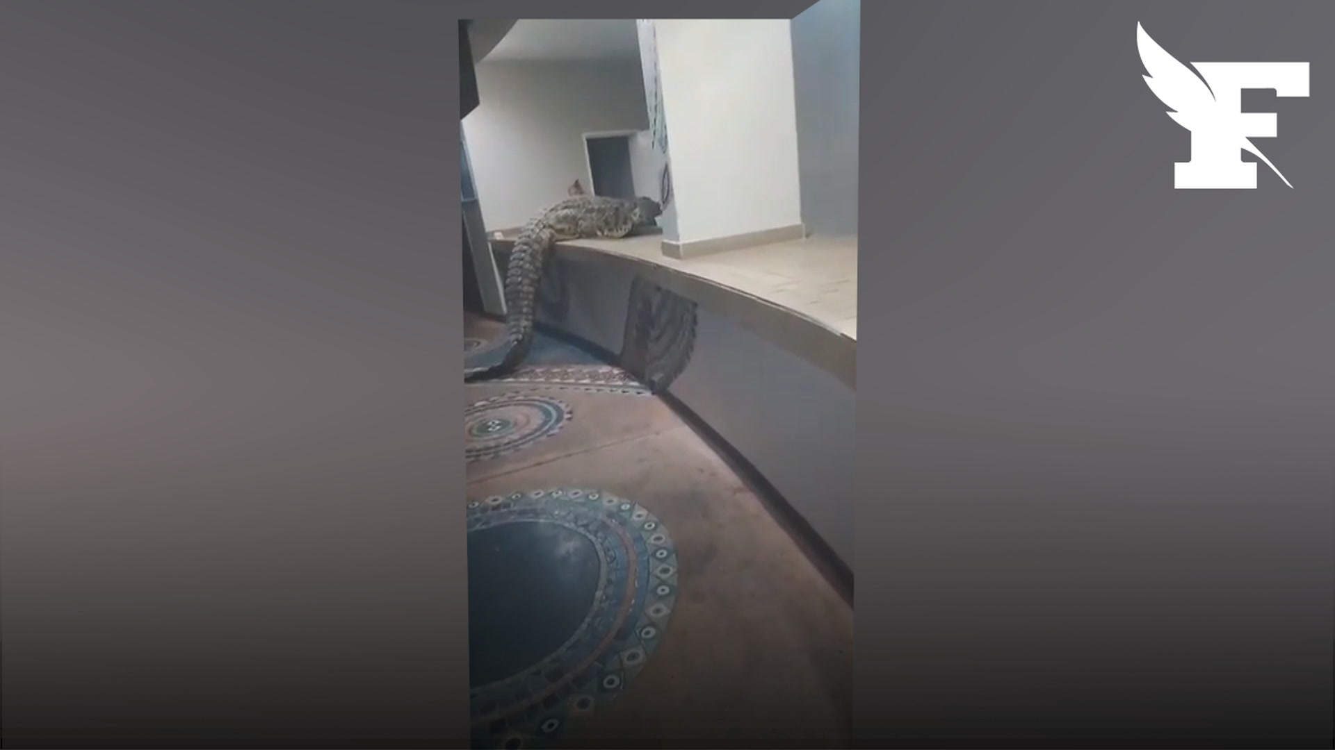 Zimbabwe: un crocodile pris en flagrant délit dans un hôtel