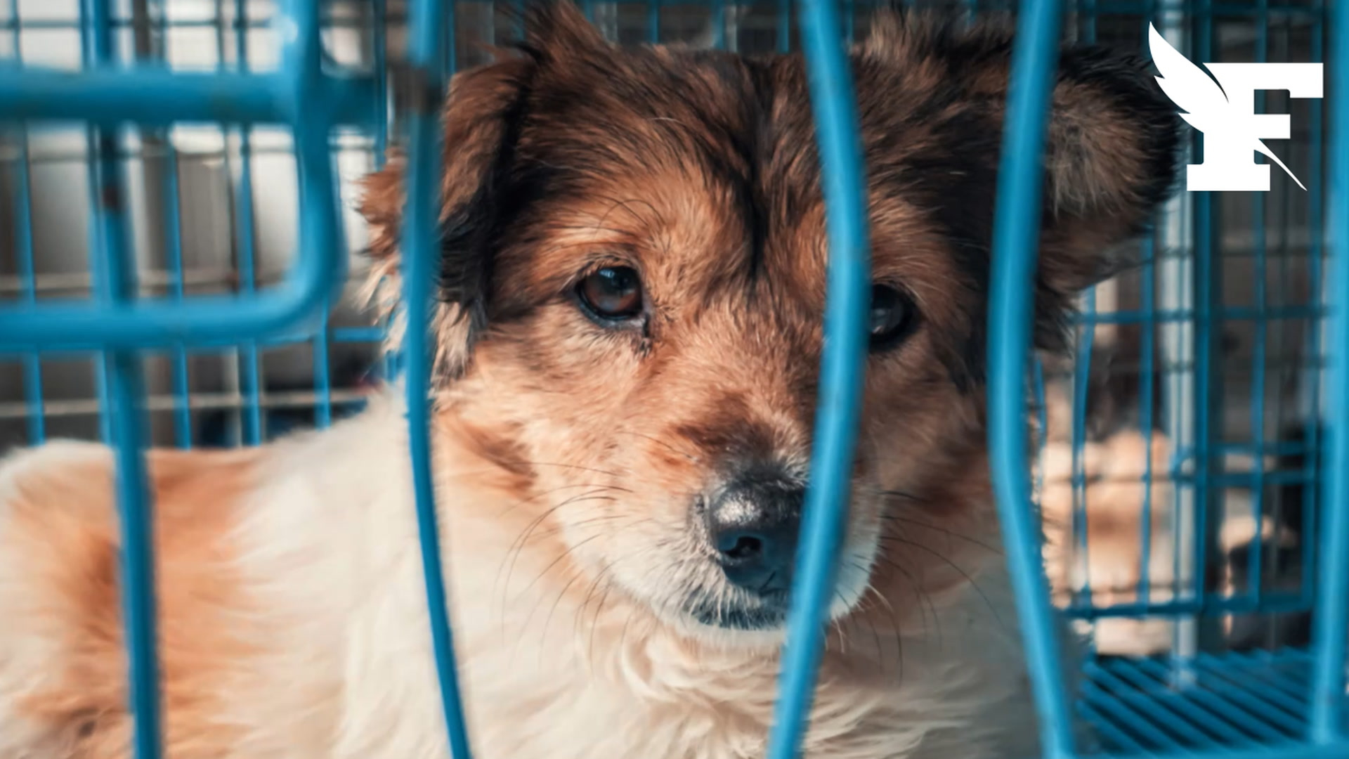 Salons du chiot : la fondation 30 millions d’amis réclame leur interdiction ferme