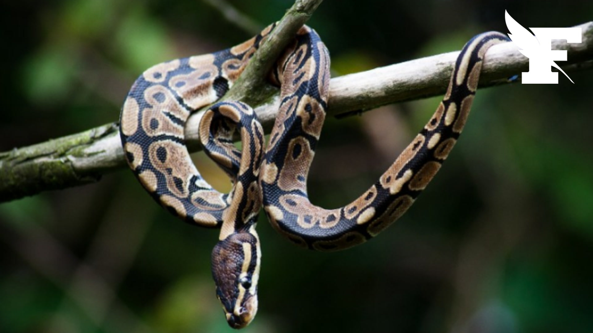 Caïman, boas constricteurs, python royal... Les gendarmes saisissent plusieurs reptiles détenus illégalement par un couple près de Besançon