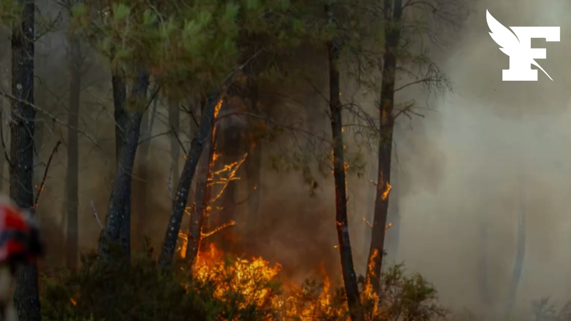 Une pétition pour interdire la chasse sur les zones incendiées recueille déjà 300 000 signatures
