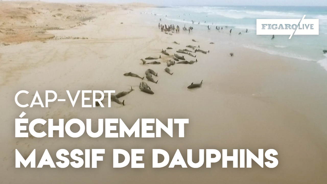 Cap-Vert : mystérieux échouement de dizaines de dauphins