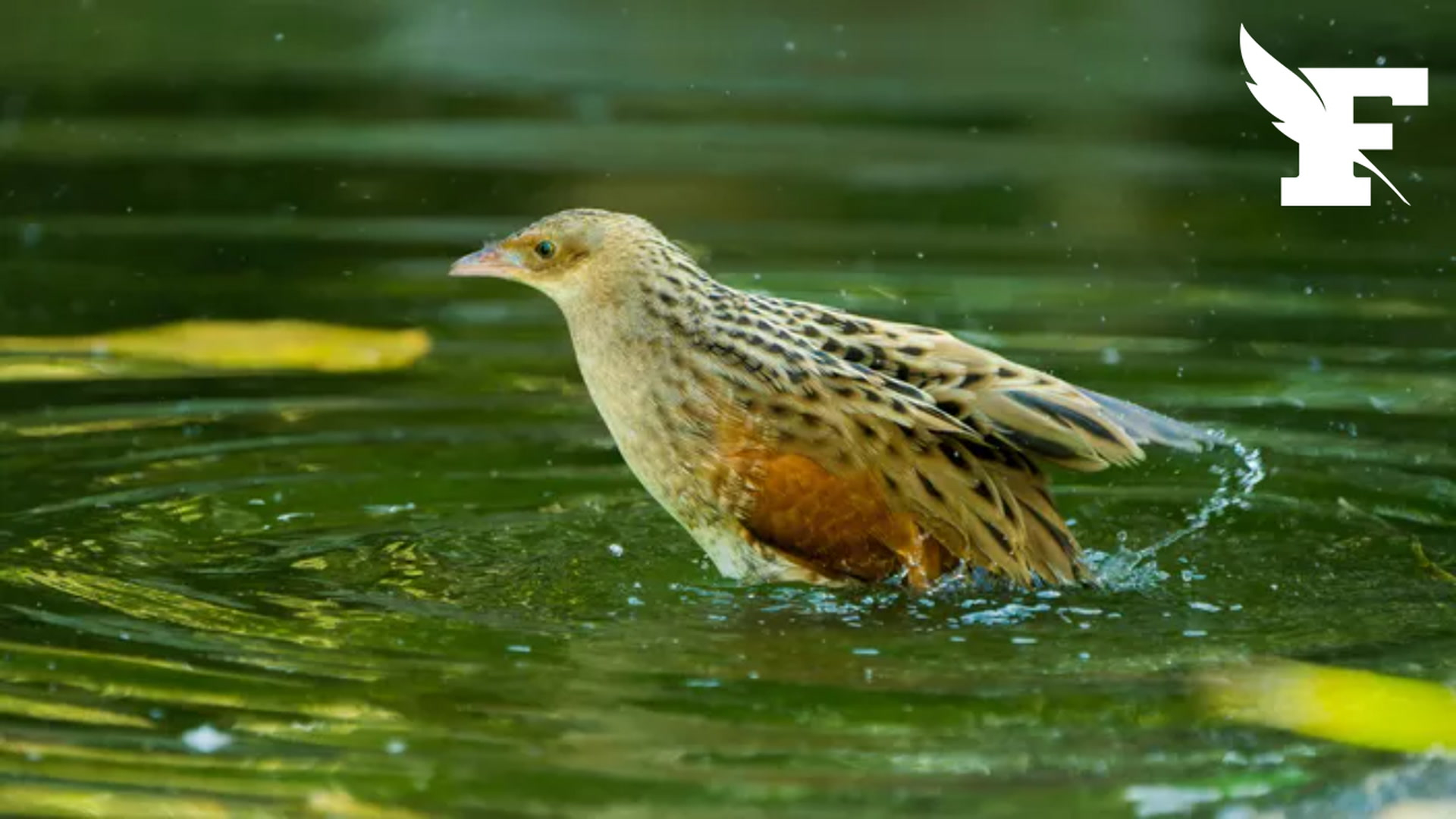 Quelle est cette espèce d'oiseau qui vient de s'éteindre en Bretagne et qui risque de disparaître en France ?