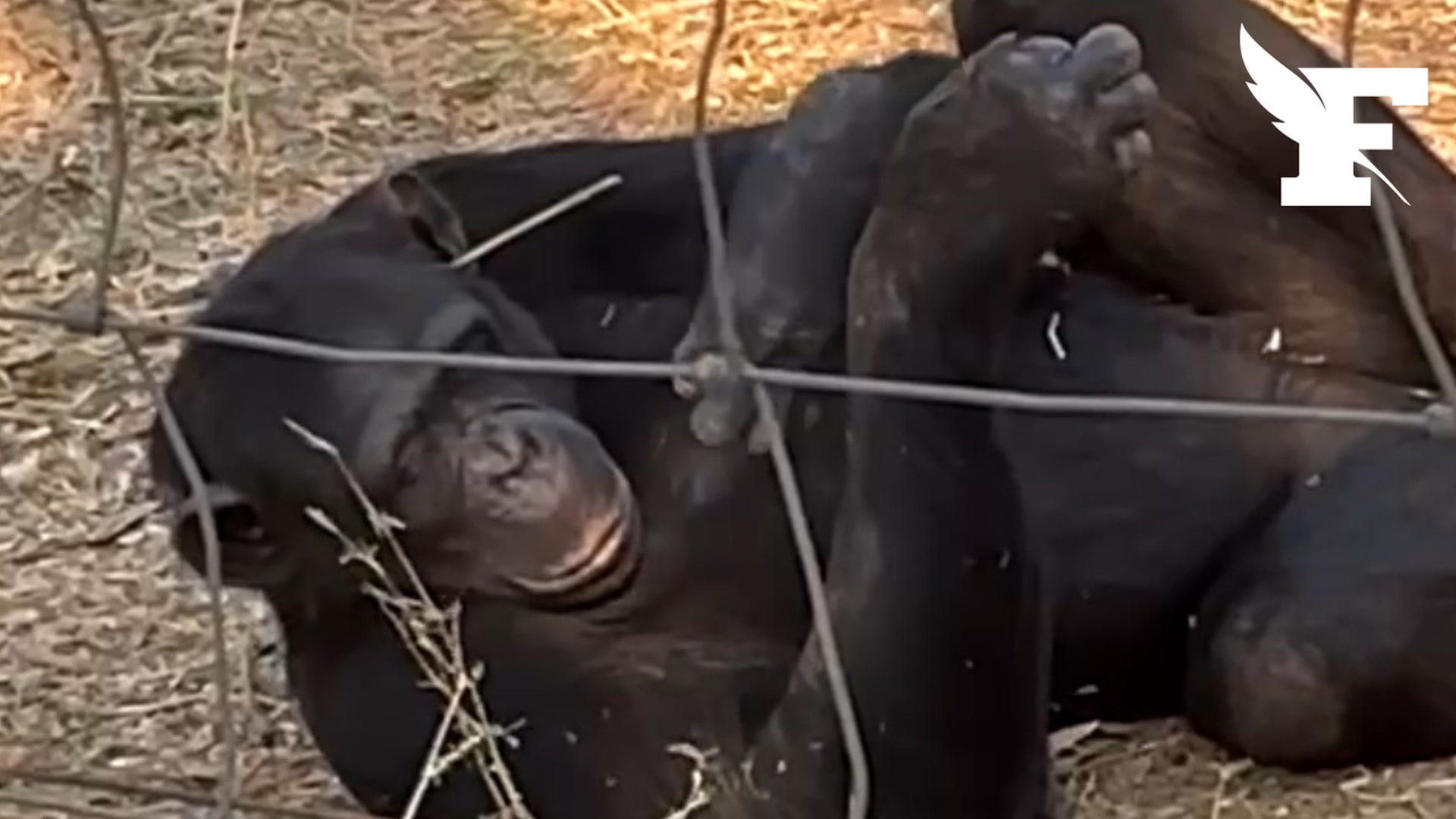 Des chimpanzés lancent une étrange mode: de l’herbe dans les oreilles