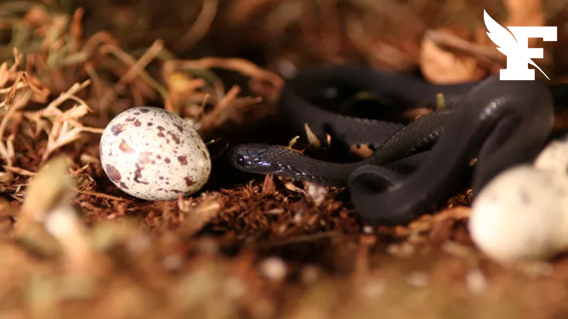 Qu'est ce que le Dasypeltis albigularis, cette nouvelle espèce de serpent découverte en Ethiopie ?