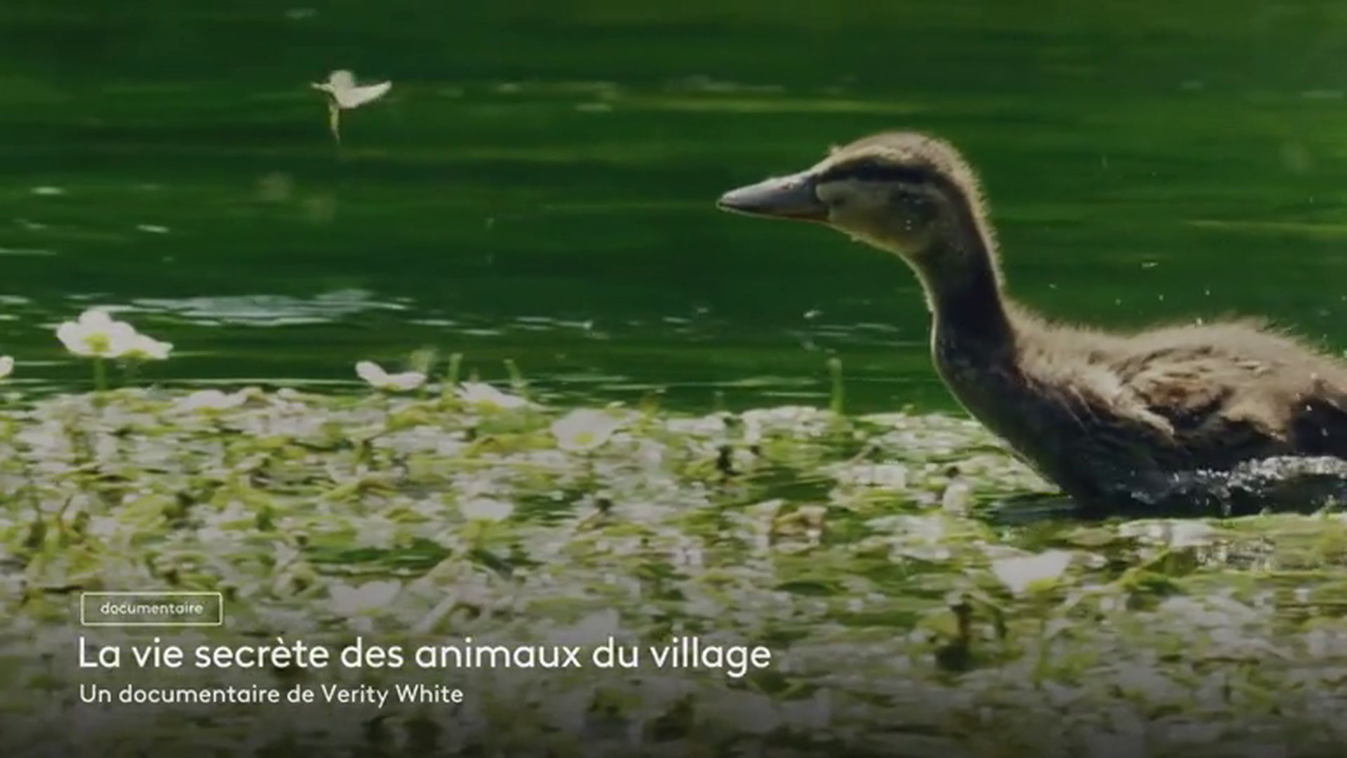 La vie secrète des animaux du village - VF