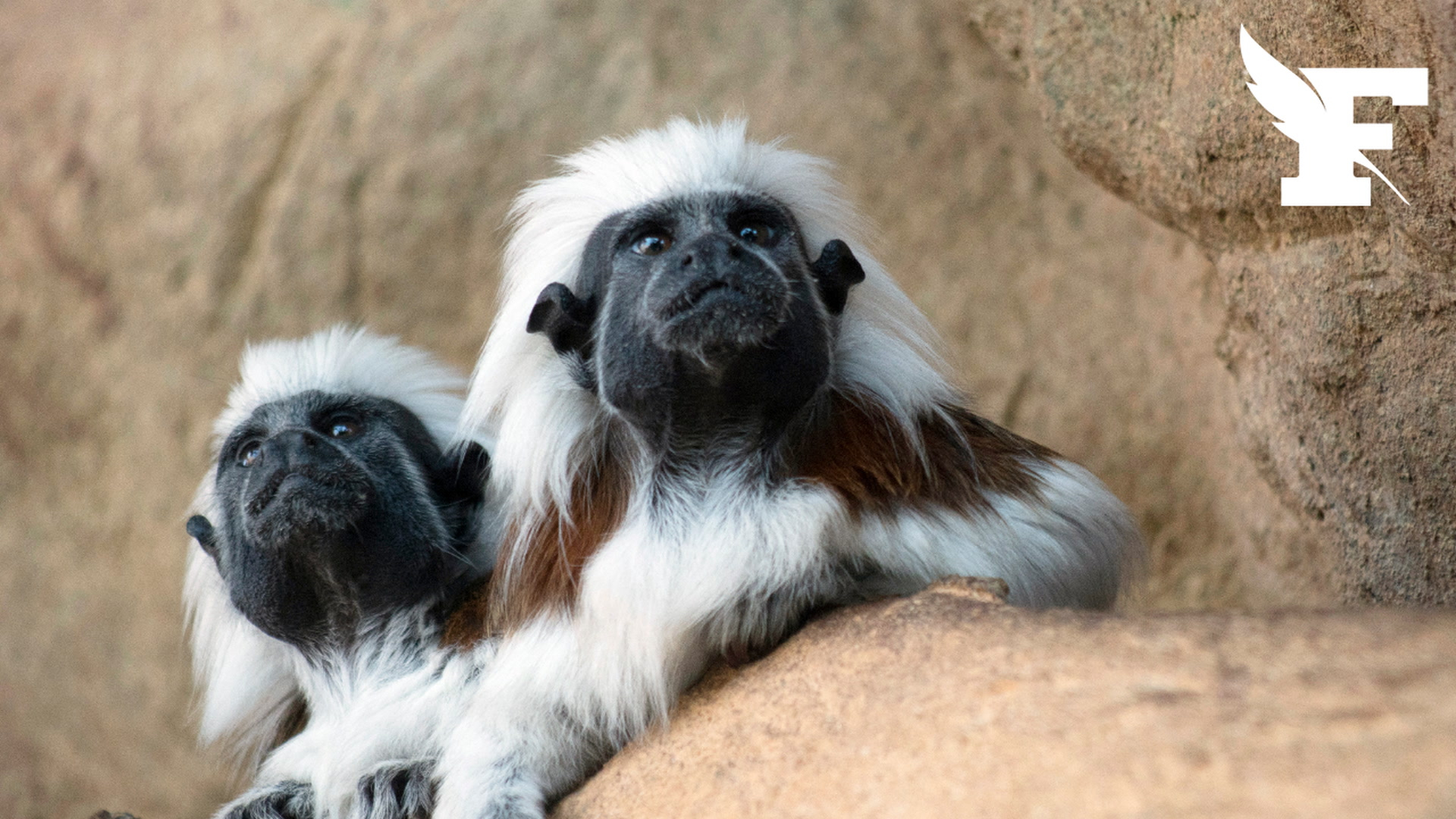 Charente-Maritime: deux bébés primates tamarins empereurs volés au zoo de La Palmyre
