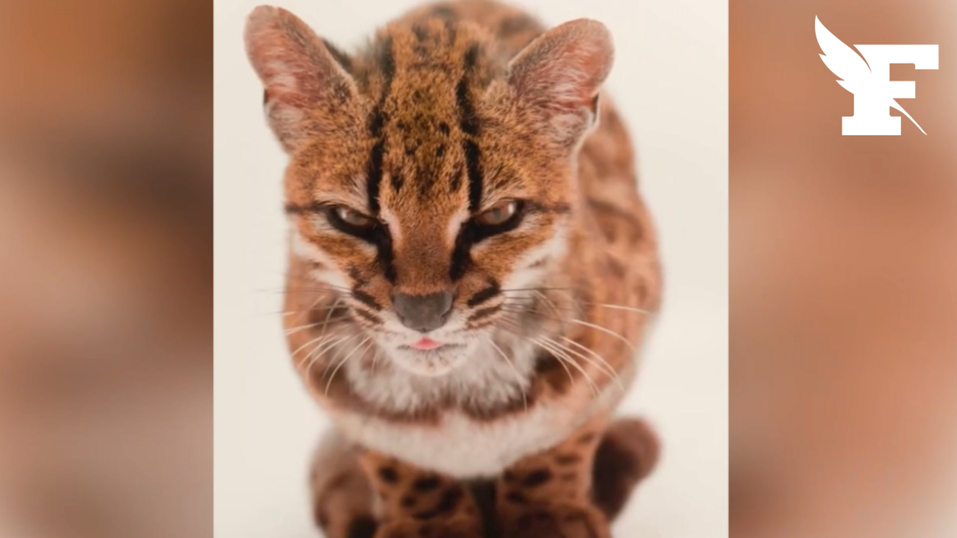 À quoi ressemble le «tilcayo», nouvelle espèce de chat sauvage découverte en Bolivie ?