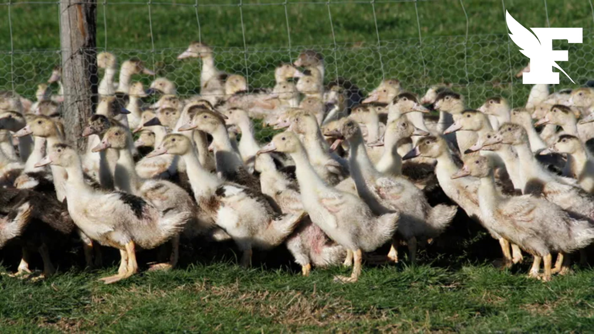 Maine-et-Loire : 7600 canards touchés par la grippe aviaire vont être abattus