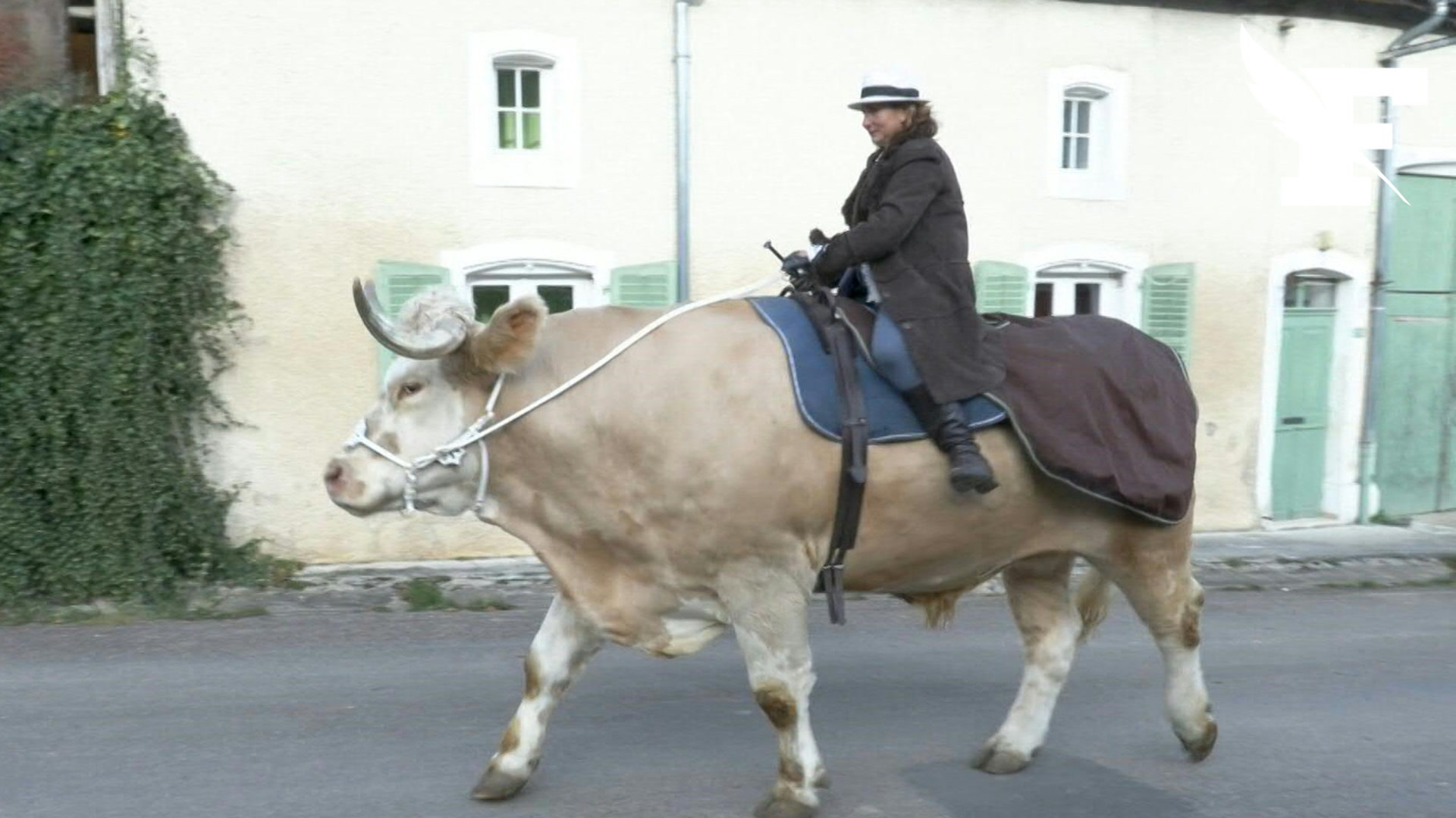 Aston, Le Taureau Qui Se Prenait Pour Un Cheval