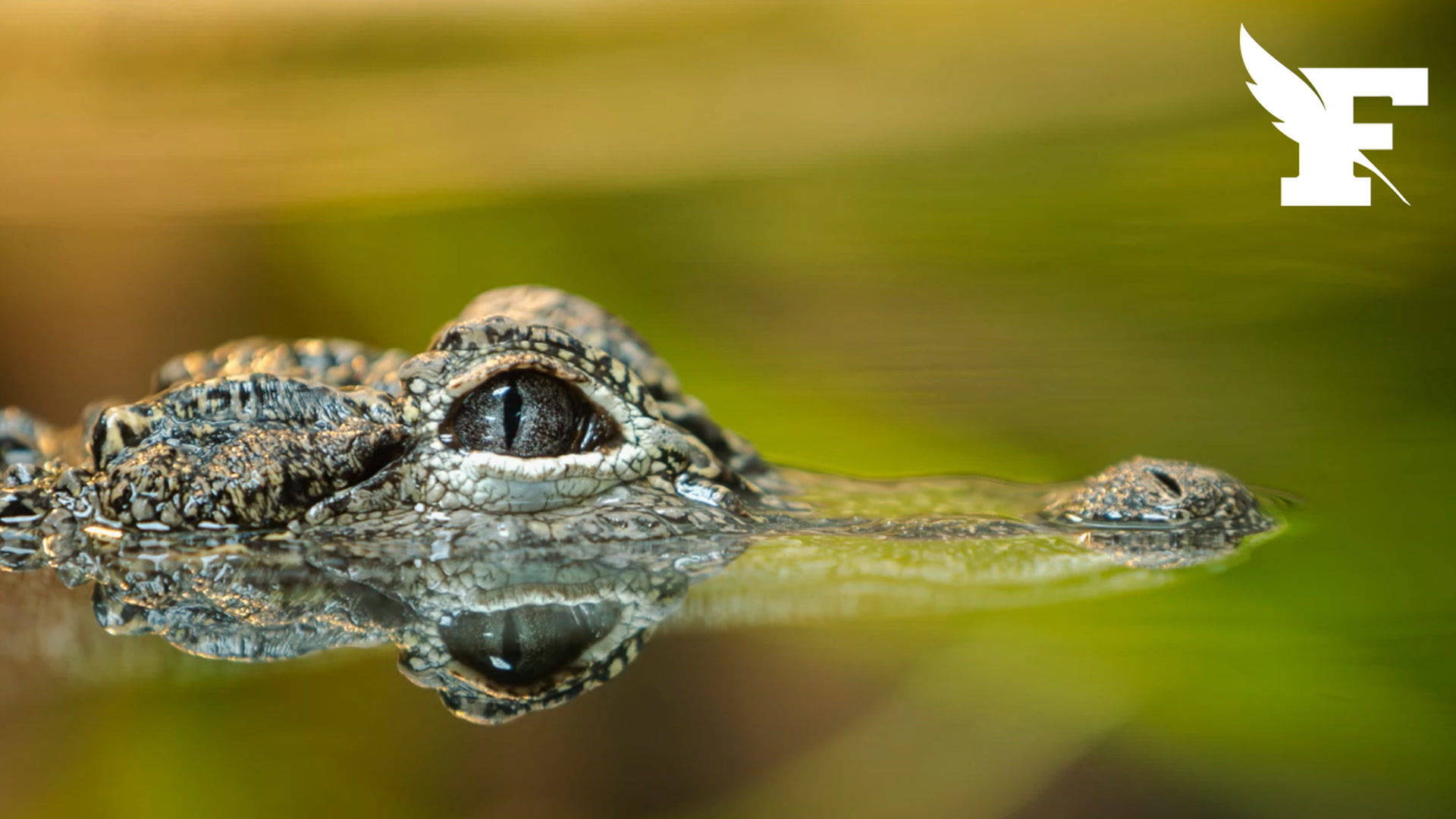 Afrique du Sud : le corps d’un hôtelier porté disparu retrouvé dans le ventre d’un crocodile, avec six autres paires de chaussures