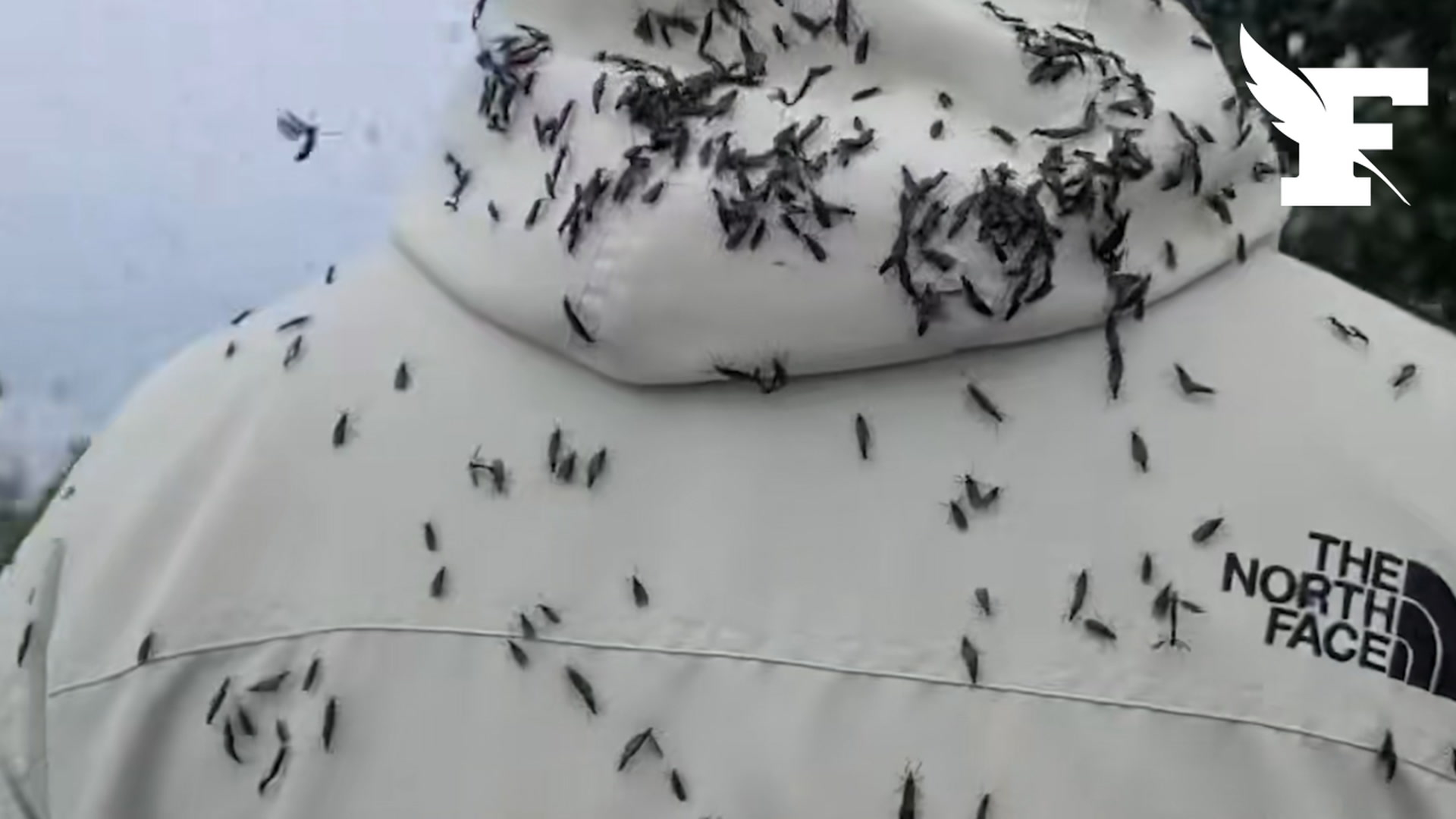 Corée du Sud : les alentours de Séoul infestés par des «lovebugs»