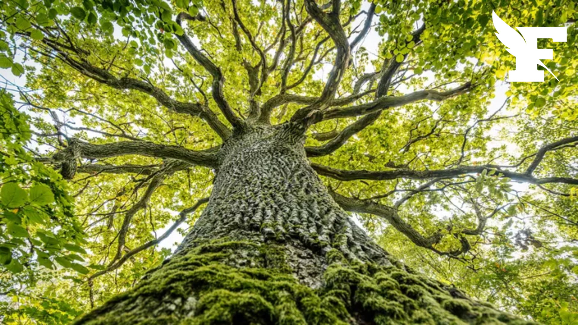 Allemagne: une série d'empoisonnements d’arbres aux pesticides inquiètent les autorités