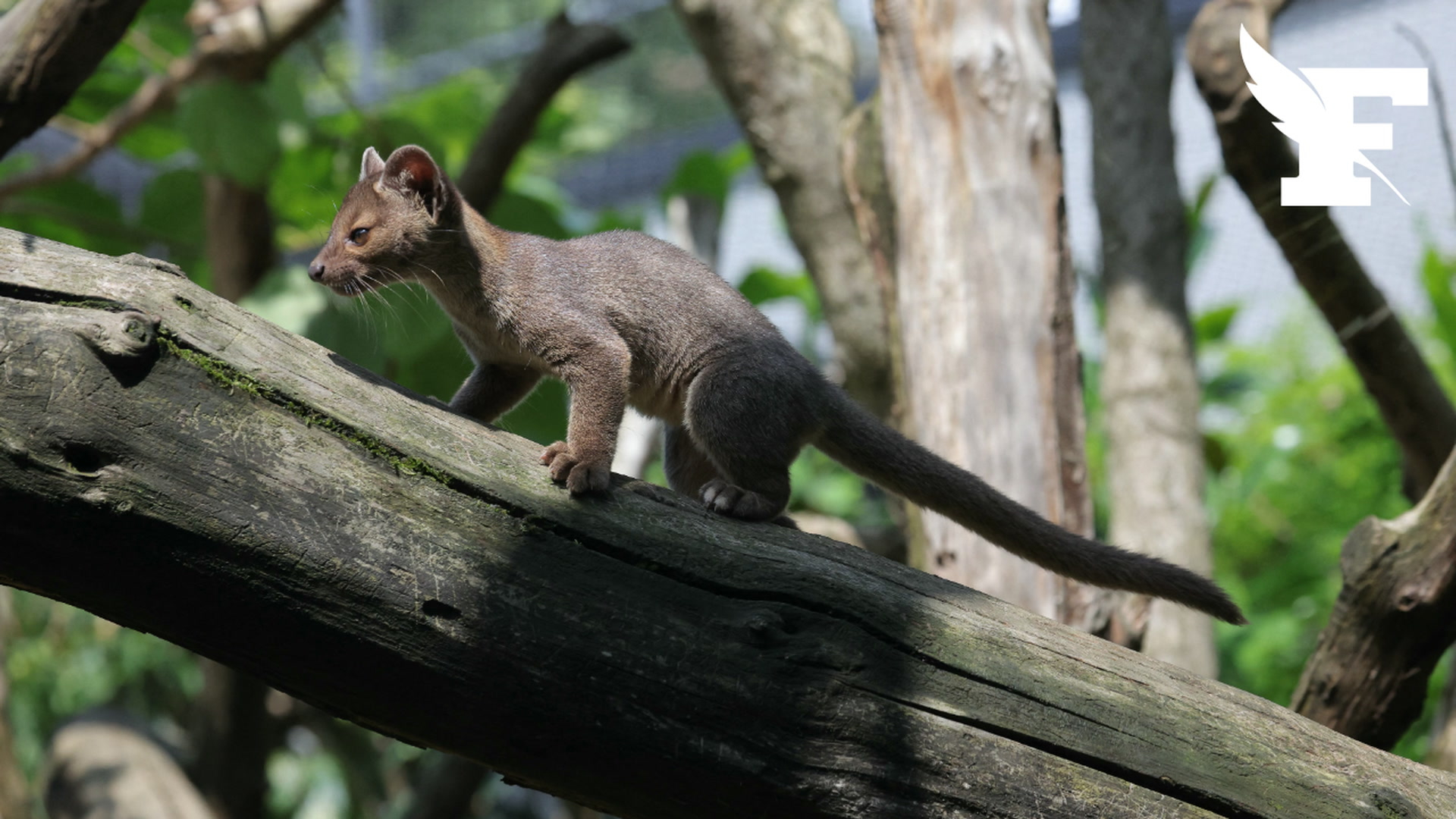 Les images de trois bébés fossas nés au parc zoologique de Paris