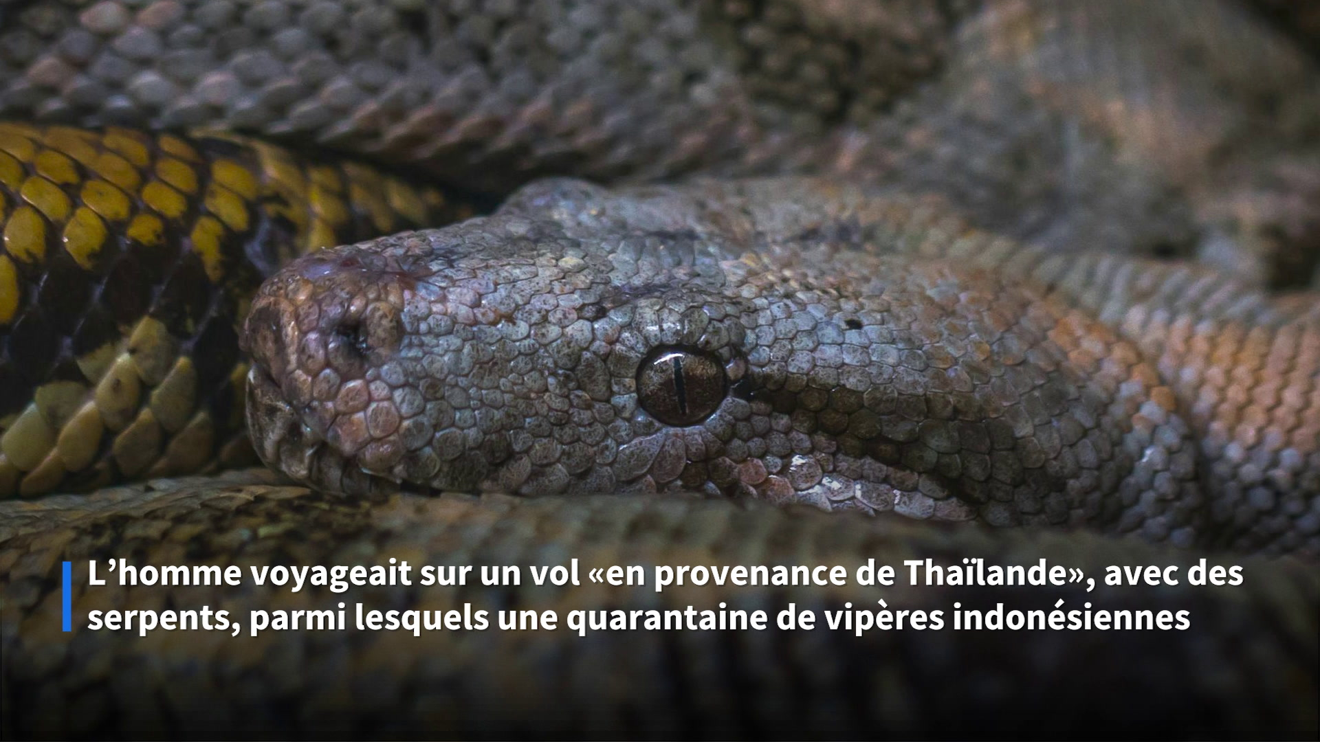Une quarantaine de serpents et de tortues retrouvés dans la valise d'un voyageur à Bombay