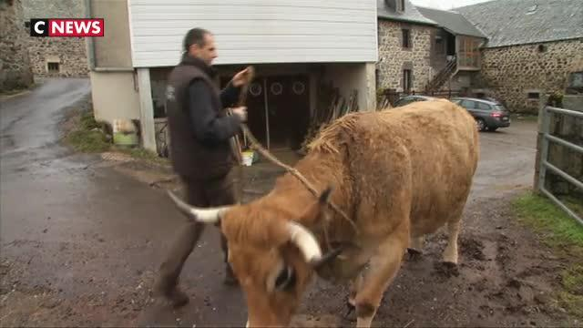 La vache «Neige» devient l'égérie du prochain Salon de l'agriculture - Le  Parisien