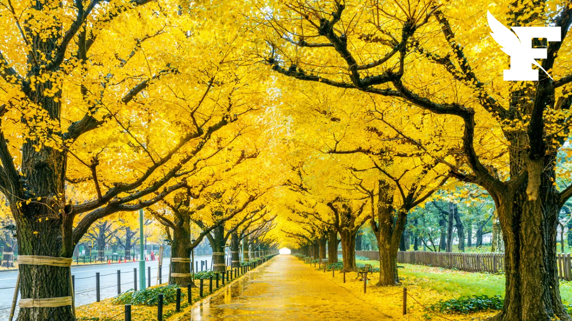 Le nombre d'arbres permettant la baisse des températures en forte baisse à Tokyo