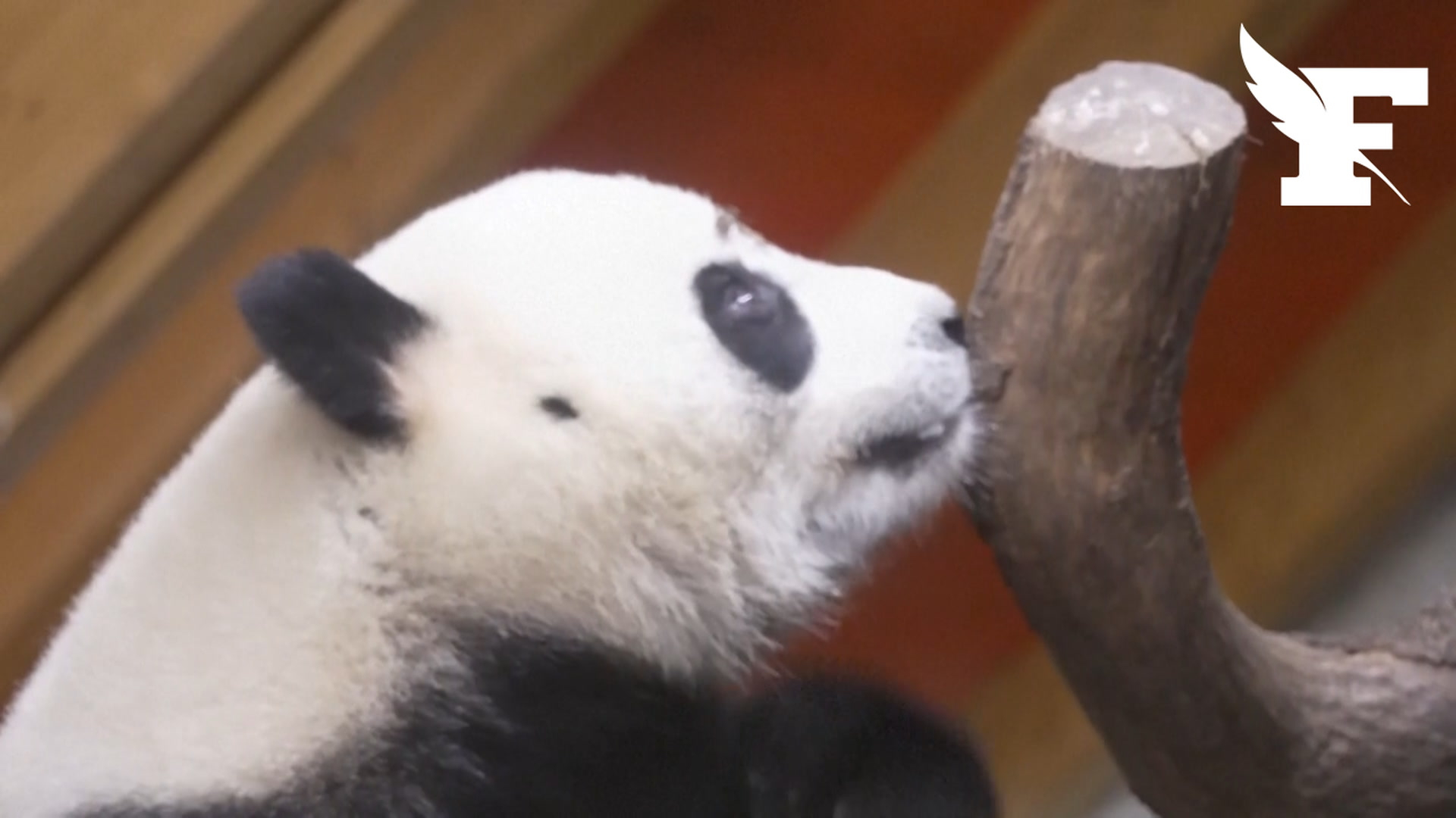 Deux pandas géants prêtés par la Chine prennent leurs marques au zoo de Madrid