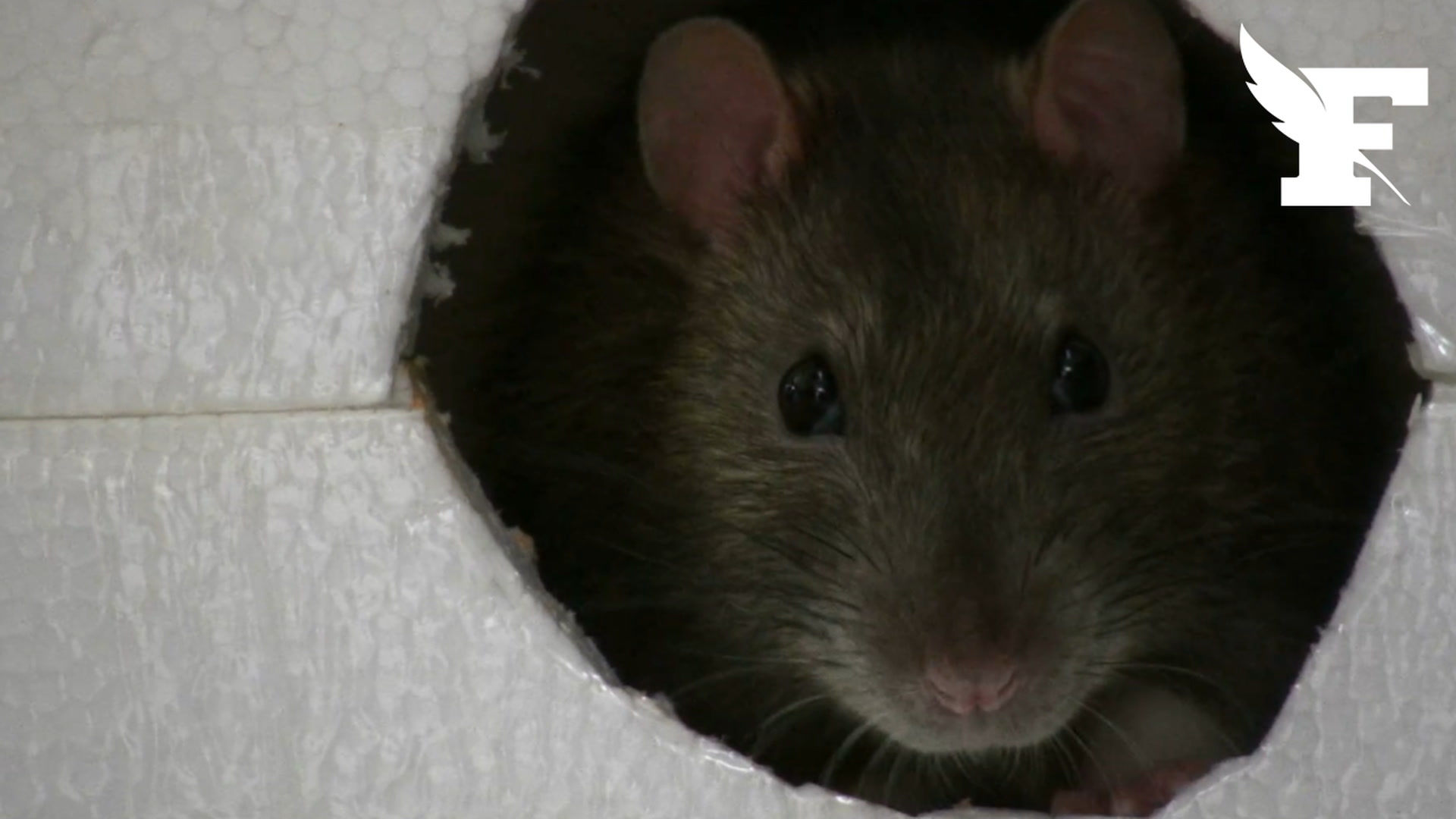 Un enfant «aurait été mordu au bras ou à la main» par un rat à Rouen