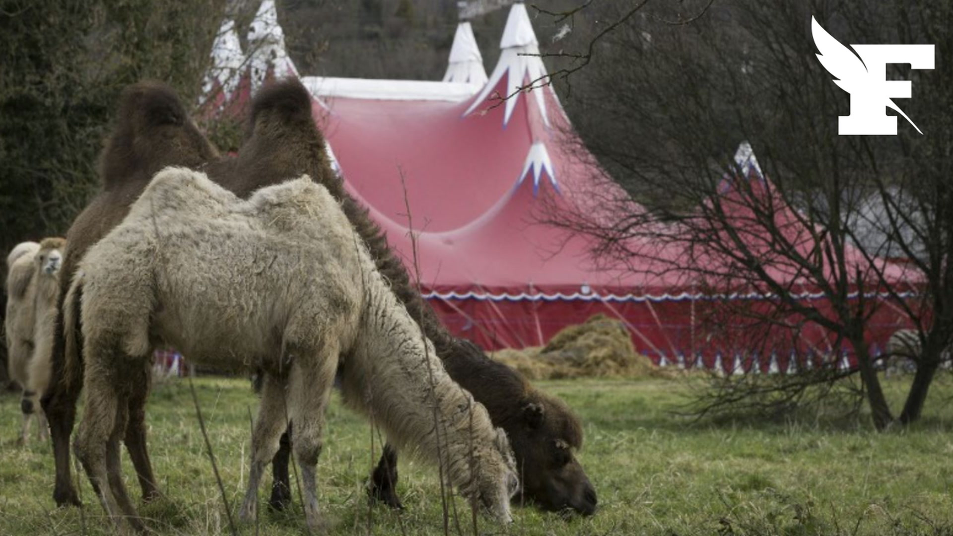 Saint-Nazaire: des animaux du cirque Zavatta ont fait irruption dans un boulodrome