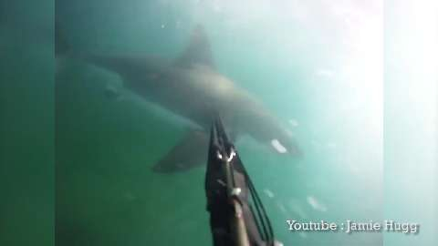 VIDÉO - Hawaï : ils nagent avec un requin blanc de six mètres de long