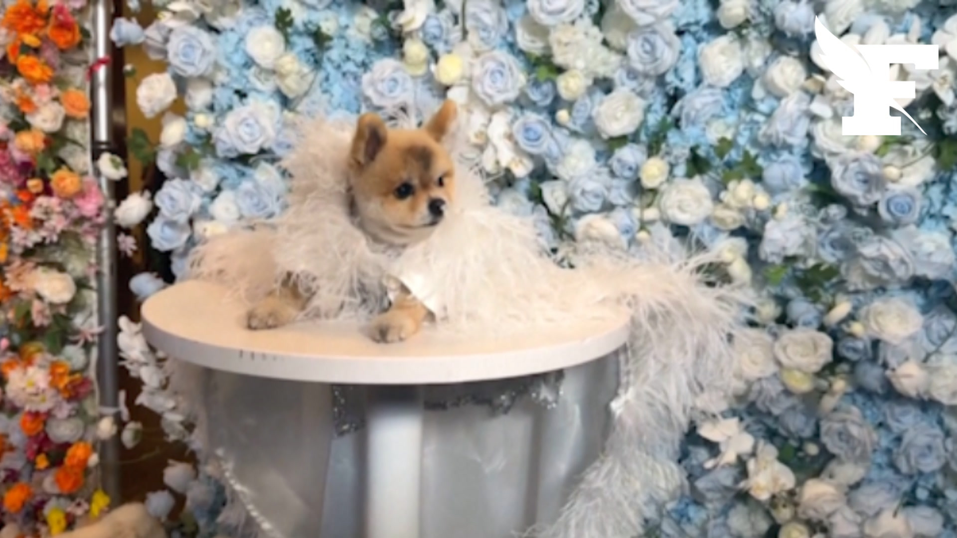 Après le Met Gala, découvrez les images du Pet Gala