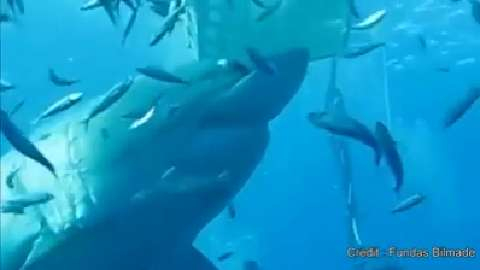 Océans – Record d'attaques de requins en 2015