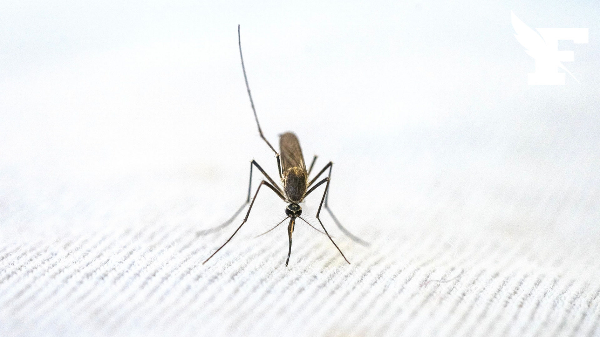 Un premier cas autochtone de virus du Nil occidental a été détecté en France