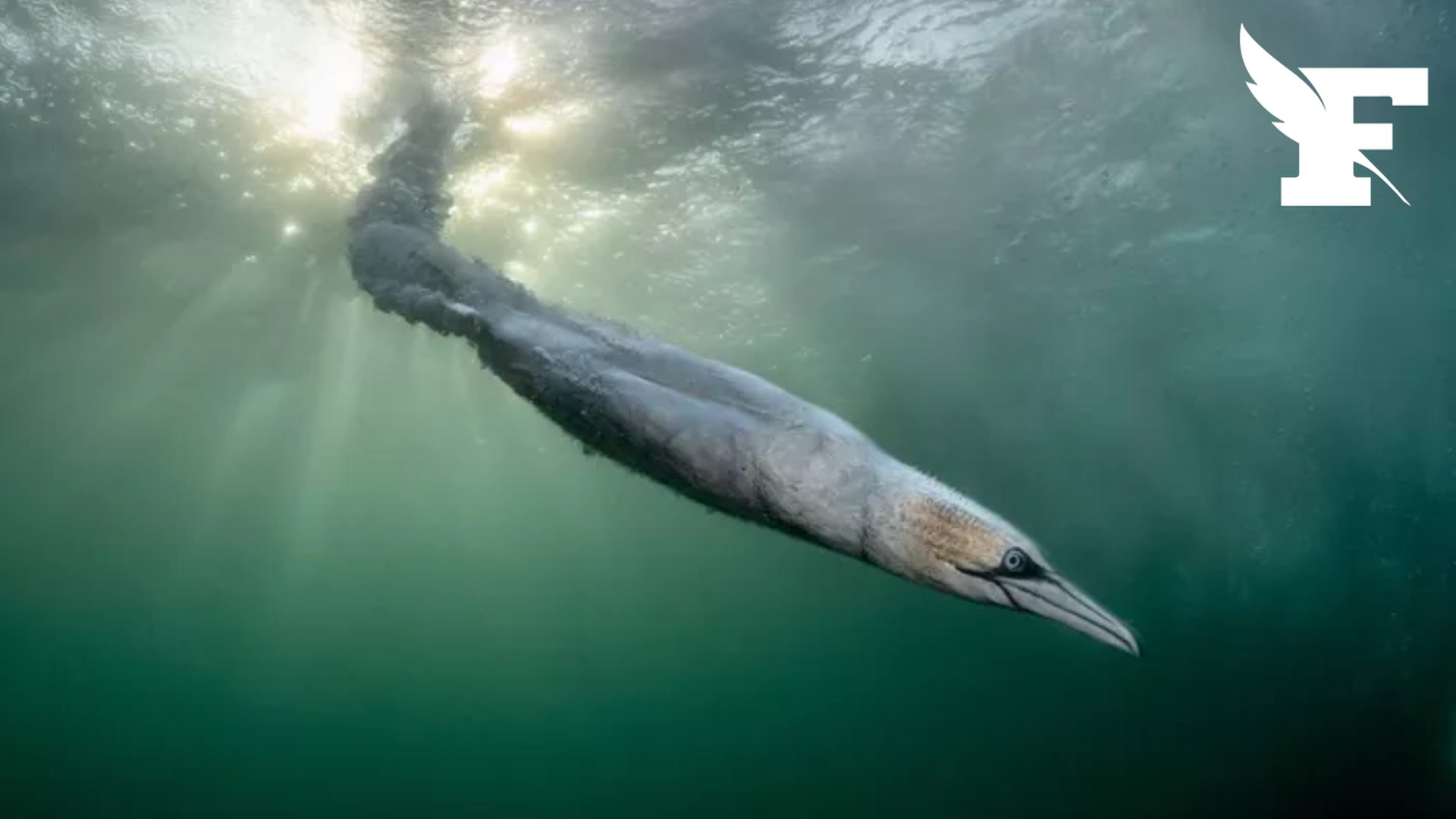 Henley Spiers remporte l'édition 2026 du célèbre concours Bird Photographer of the Year