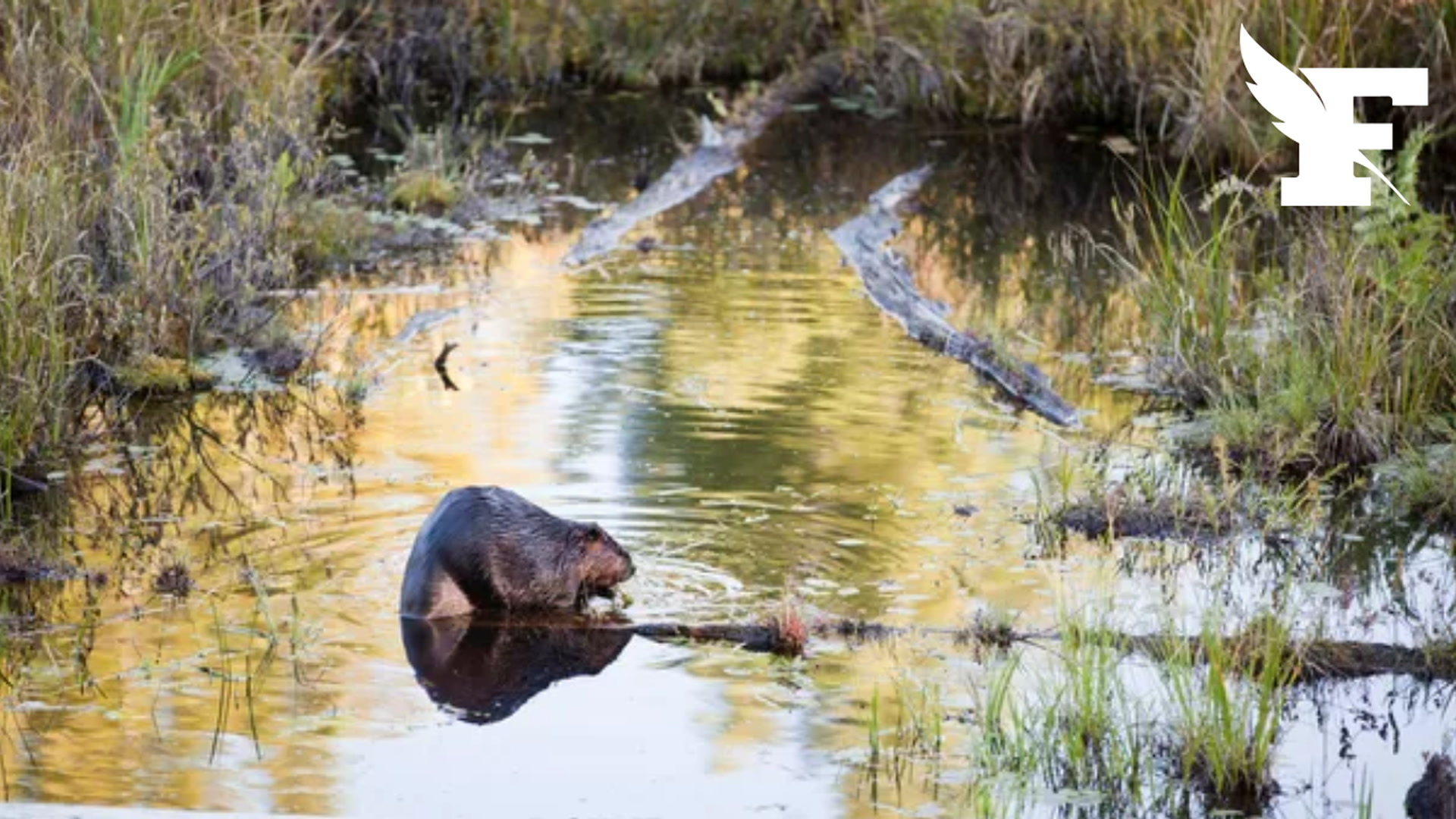 En Saône-et-Loire, un agriculteur poursuivi en justice pour avoir retiré le barrage d’un castor