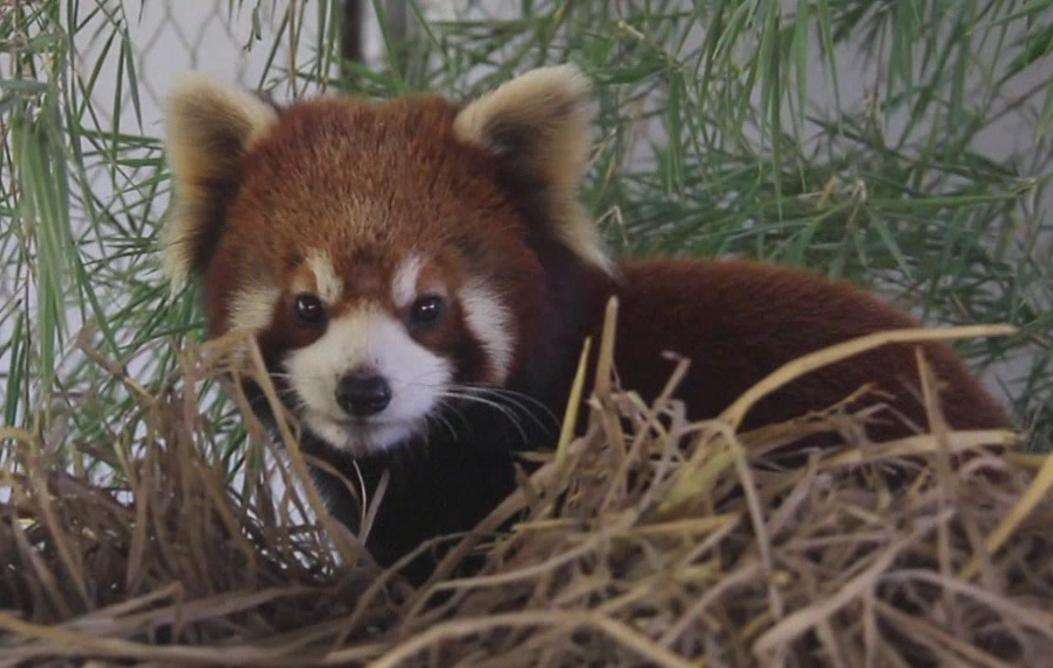 Un panda roux disparu d'un parc animalier d'Auvergne