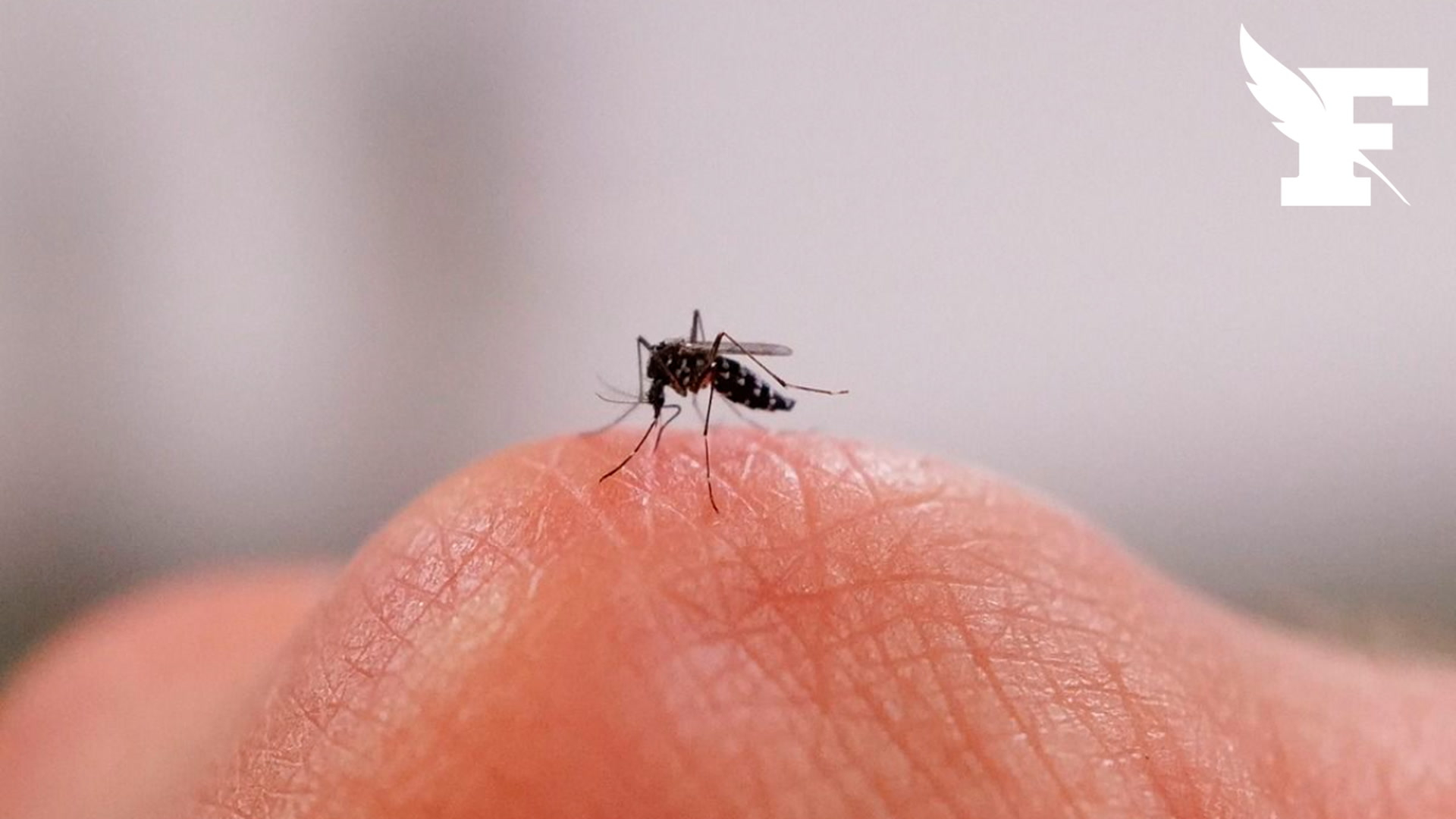 Loire : une commune interdit aux moustiques tigres de la survoler