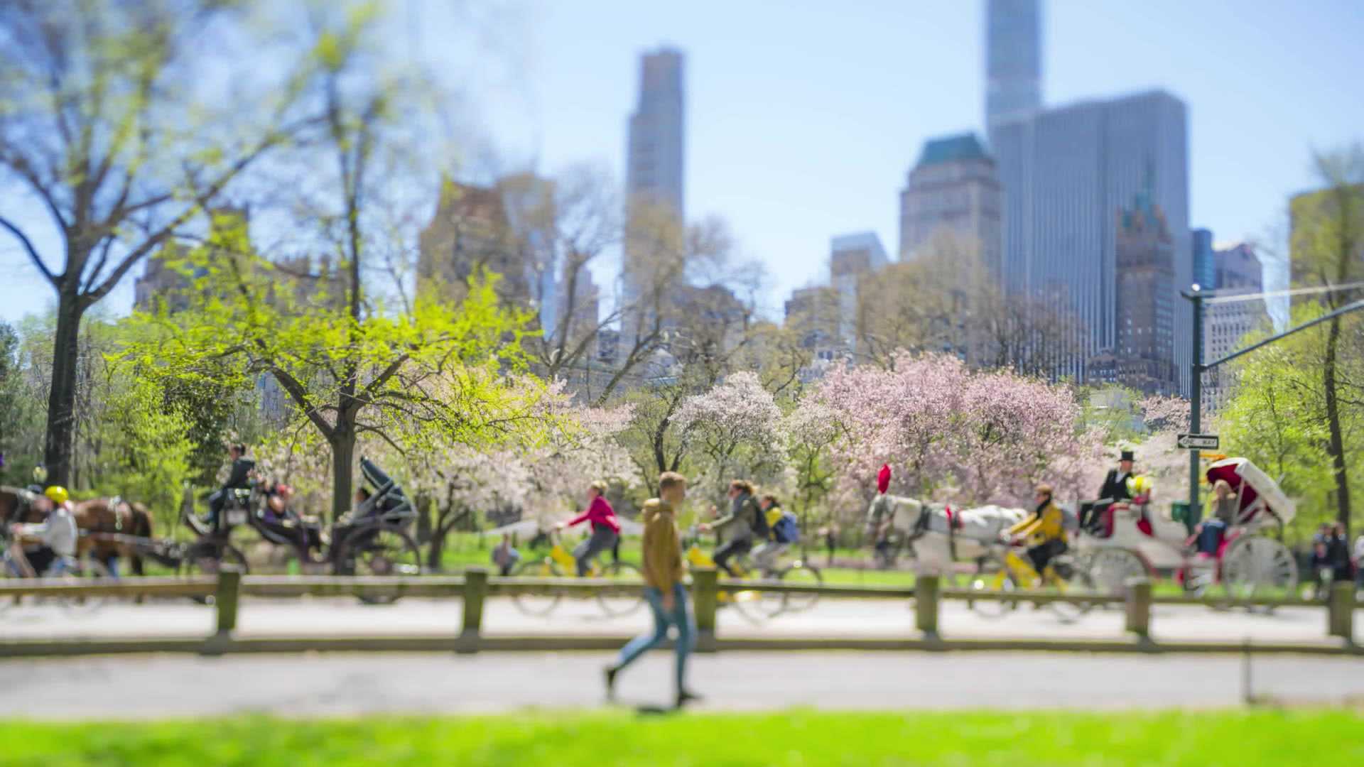 Un cheval s'emballe à Central Park: un jeune de 18 ans trouve la mort dans l'accident