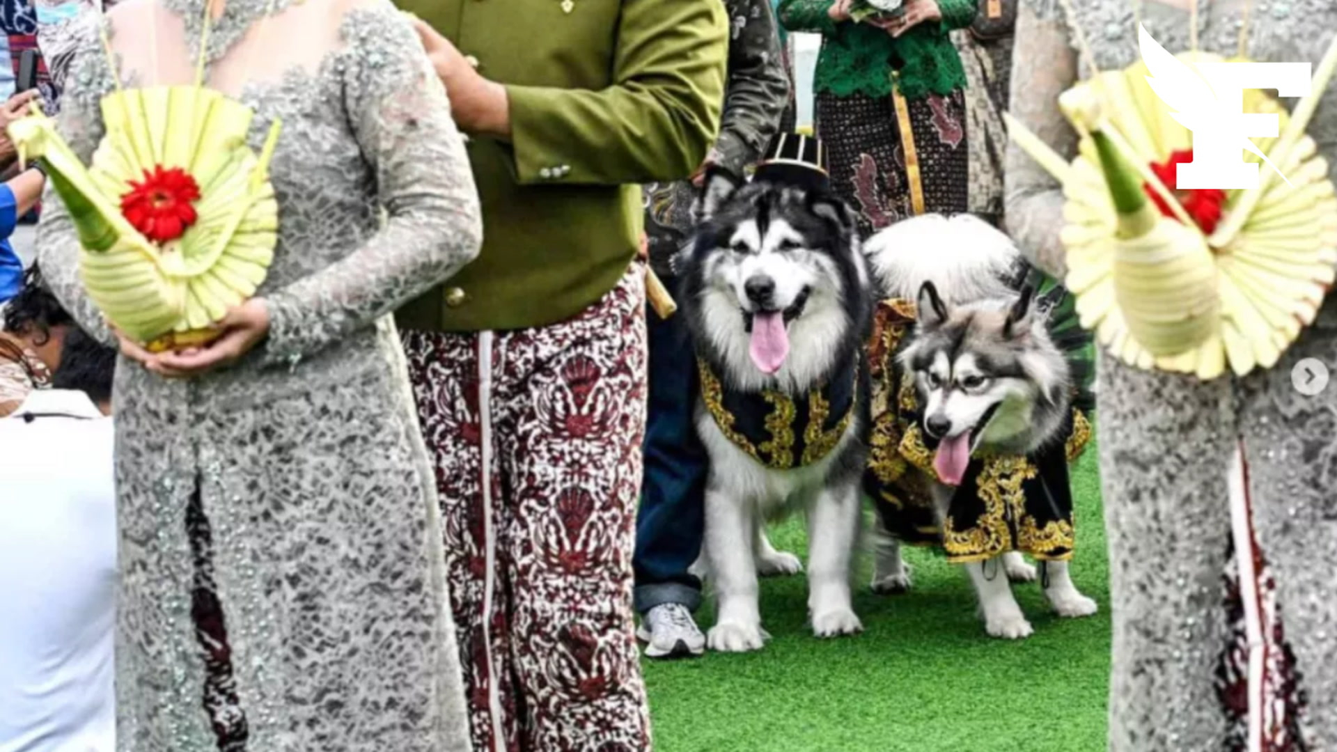 Indonésie: une femme s’est excusée après avoir organisé un somptueux  mariage pour son chien