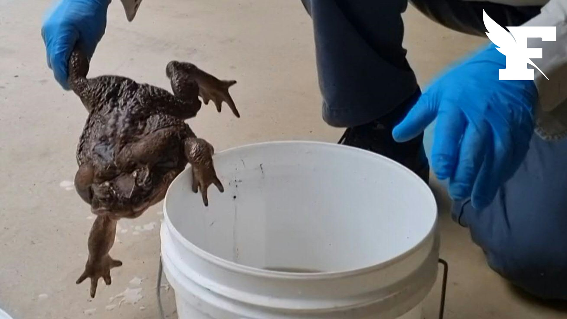 Un crapaud buffle géant de 2,7 kg découvert en Australie