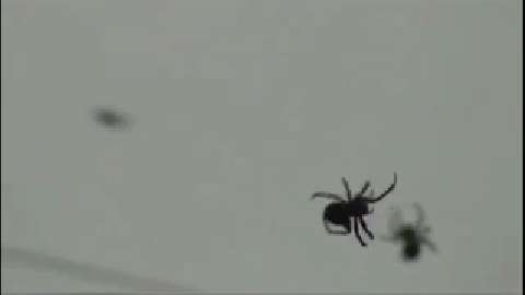 Un homme tue une araignée avec un balai