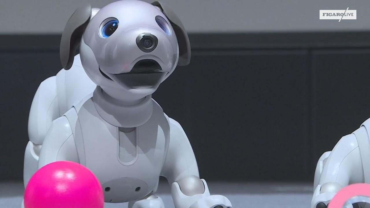 Aibo, le chien robot de Sony, est de retour