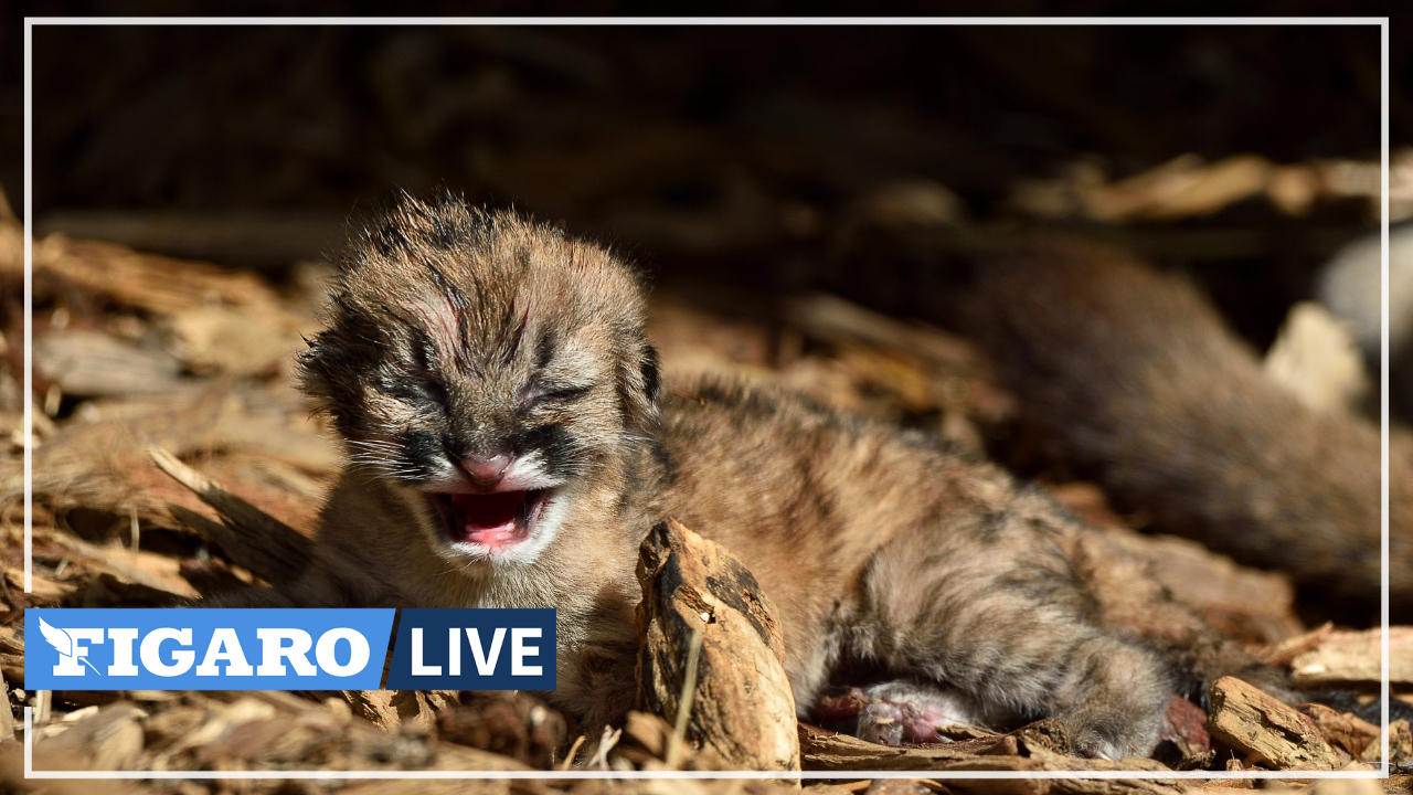 Comment S'appelle Le Bébé Du Puma