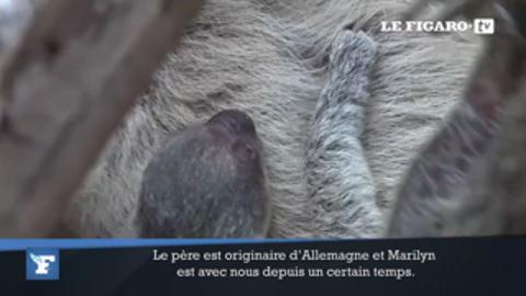 La Naissance Surprise D Un Bebe Paresseux Au Zoo De Londres