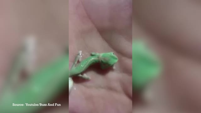 Un Bebe Cameleon Sort De Sa Coquille Et Fait Ses Premiers Pas