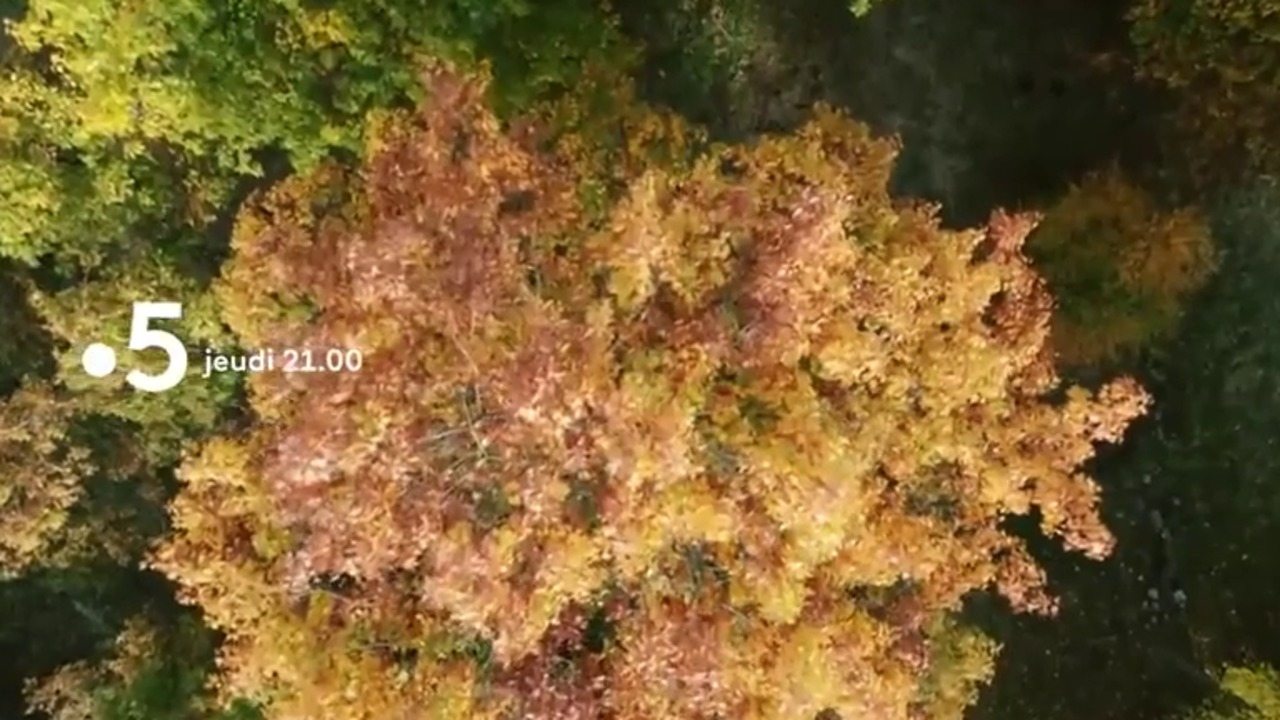 Le Génie Des Arbres Replay France 5 Le génie des arbres - VF - Diffusé le 14/05/20 à 21h00 sur FRANCE 5