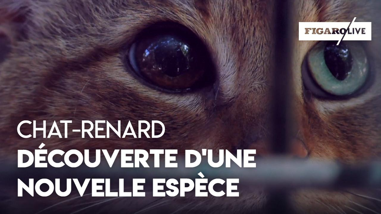 Le Chat Renard Une Nouvelle Espece De Felin Decouverte En Corse