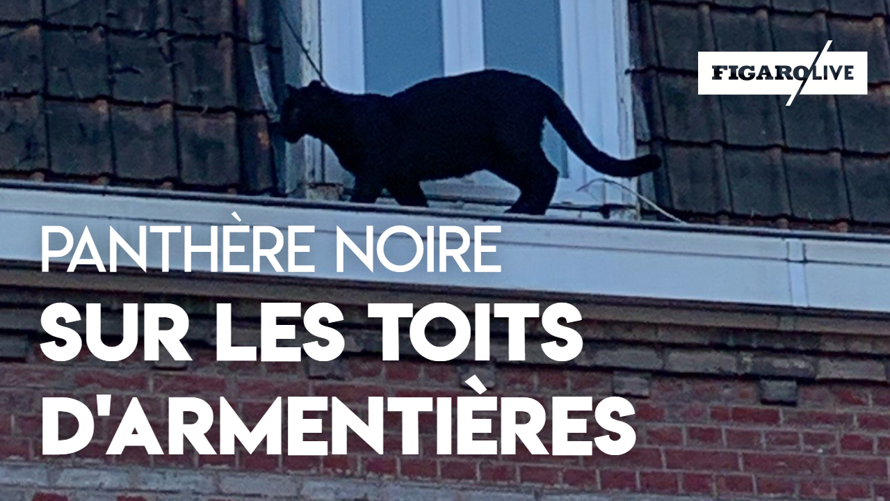 chat sexe armenti eres