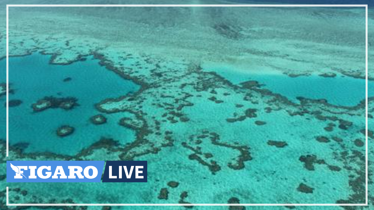 L'Australie investit 700 millions de dollars pour protéger la Grande barrière de corail