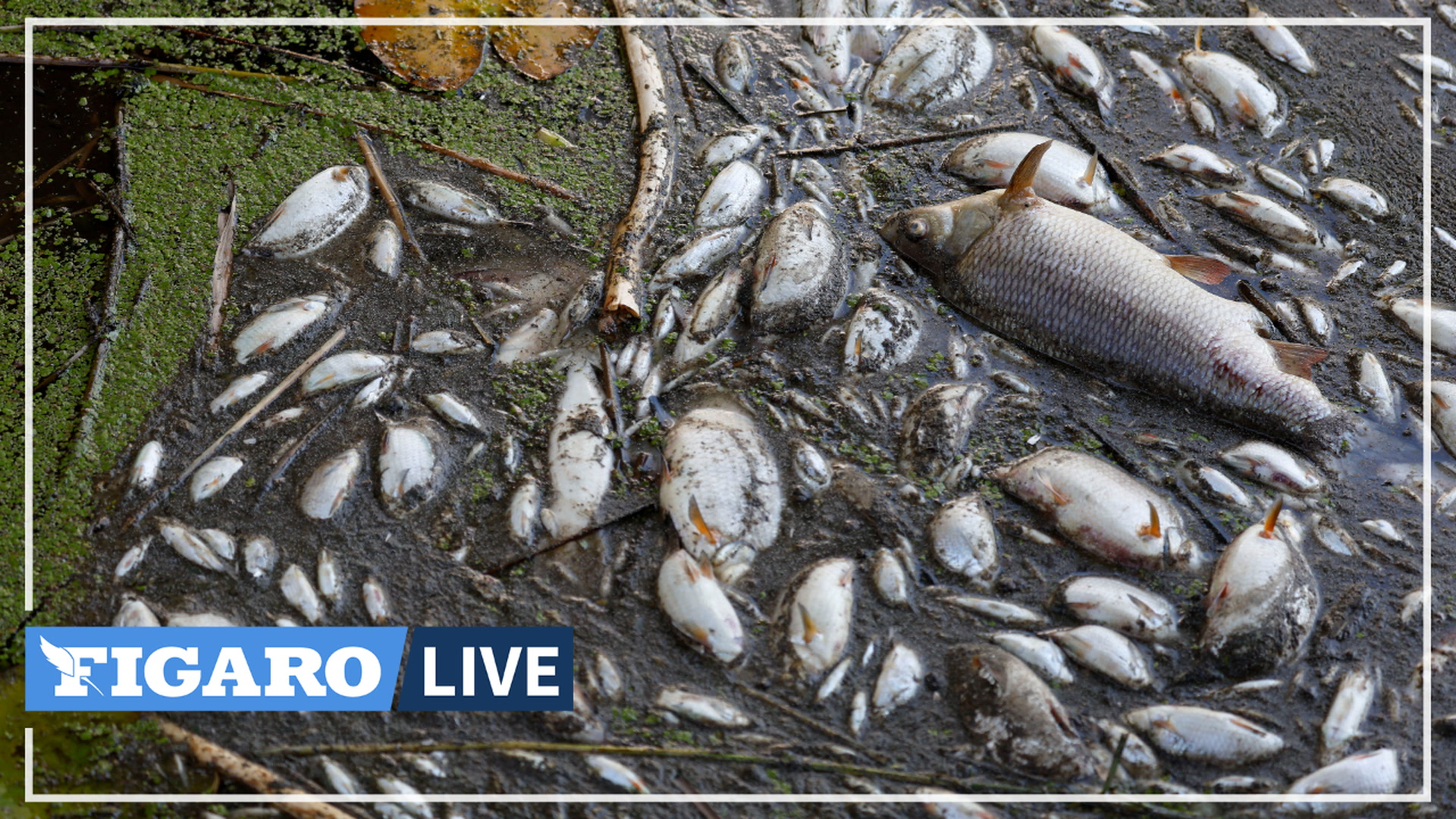 Des milliers de poissons morts dans l'Oder font craindre un désastre environnemental en Allemagne et en Pologne