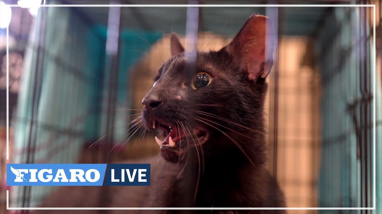 Effondrement D Un Immeuble En Floride Un Chat Retrouve Sa Famille Deux Semaines Apres