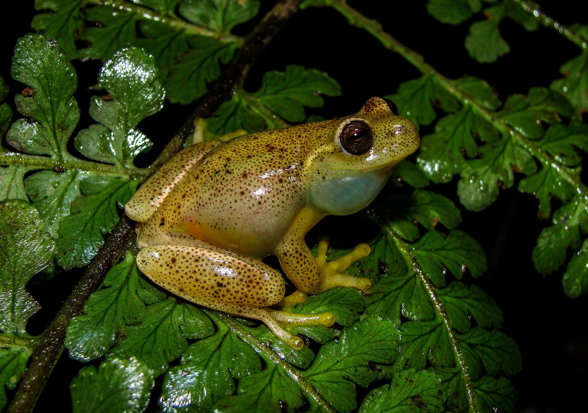 en-images-une-nouvelle-esp-ce-de-grenouille-d-couverte