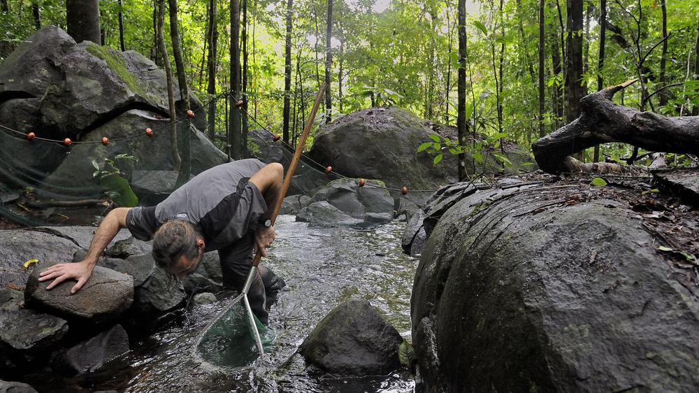 En Guyane, avec les nouveaux explorateurs de la jungle