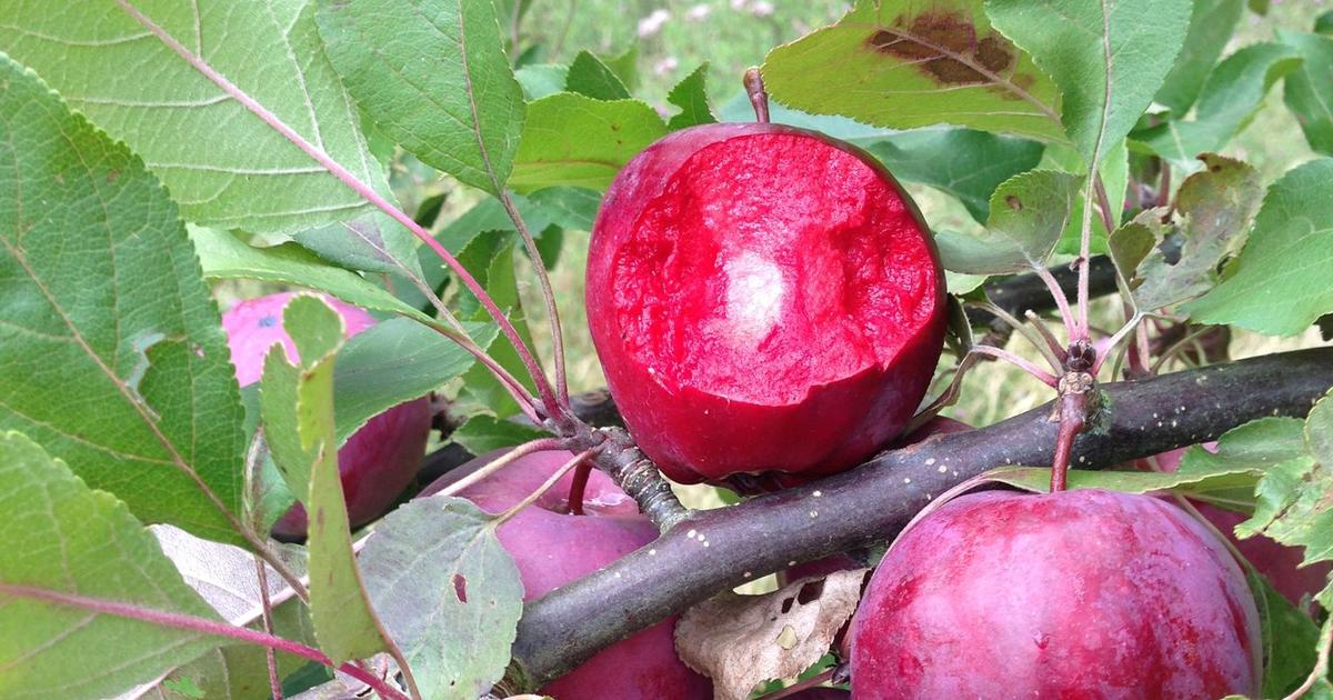 Goûtez les pommes du diable
